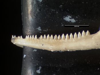 Media type: image;   Herpetology R-184661
